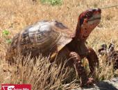 MDC Encourages Motorists to Give Turtles a Brake!