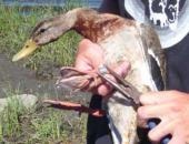 Duck Banding and Electrofishing Demonstration at Otter Slough