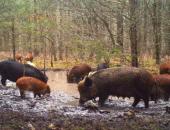 MO Conservation Commission Approves Hog-Hunting Ban