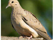 Missouri Dove Hunting Season Opens September 1st