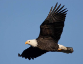 Enjoy Eagle Days at Duck Creek, Mingo, and Wappapello Lake