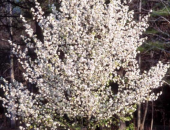 MDC Asks Public Not to Plant Invasive Bradford Pear Treas
