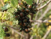 Japanese Beetles Wreak Havoc on Missouri's Plants