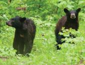 MDC Reminder: Don't Feed Bears