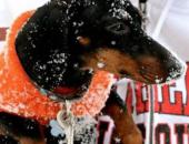 Pet Safety Tips for Cold Weather