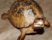 MDC Asks Motorists to Watch Out for Turtles on Roadways