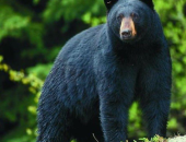 Be Bear Aware in Bloomfield, Missouri